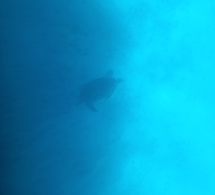 Schnorcheln Hausriff Tulip Resort Marsa Alam