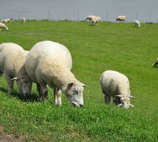 Impressionen von Krautsand