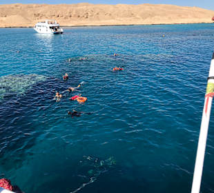 Delfin Tour Hurghada