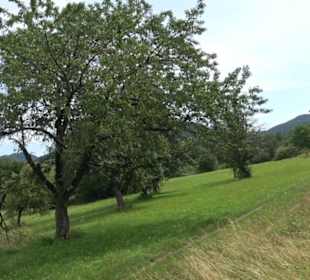 Premiumspazierweg Früchtetrauf-Leisawegle
