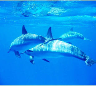 Delfinschwimmen und Delfintouren in Hurghada