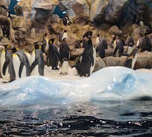 Königspinguine in naturnaher Haltung