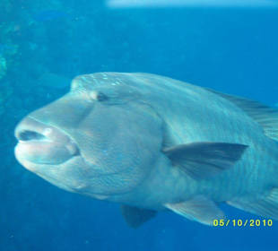 Fisch am Steg