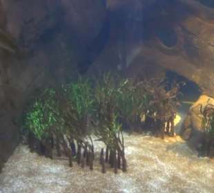 Meeresmuseum Stralsund