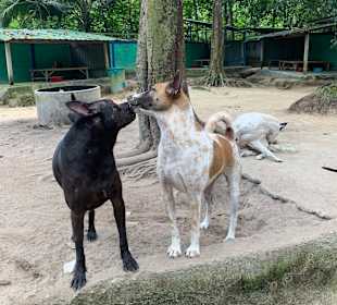 Tierheim Taling Ngnam 