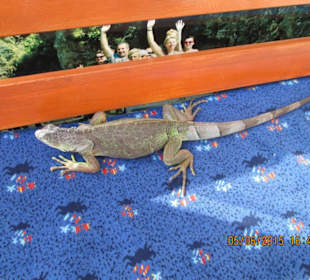 Er lebt bei uns und heisst Mafia!