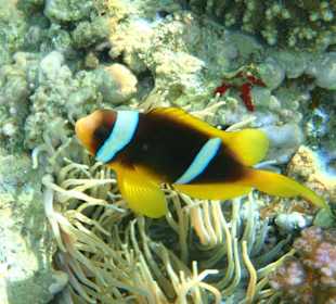 Anemonenfisch am Hausriff