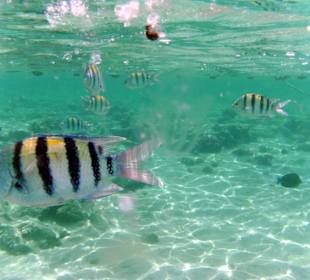 Riff in Strandnähe , Sharm El Naga