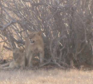 Safari Löwen geweckt waren aber nicht sauer 