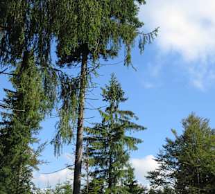 Tief im Böhmerwald