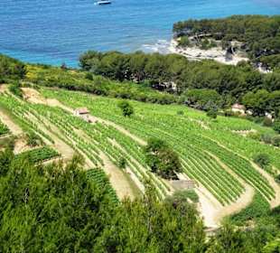 Weinhänge oberhalb von Cassis