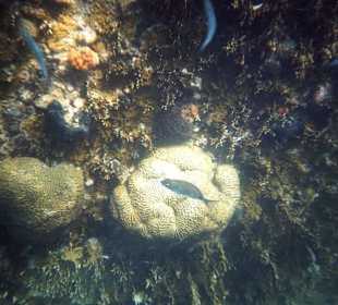Cubaqua