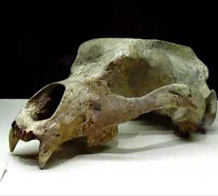 Museo Arqueologico Nacional