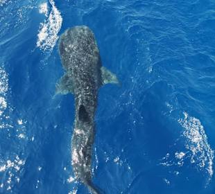 Jasmin Diving Center