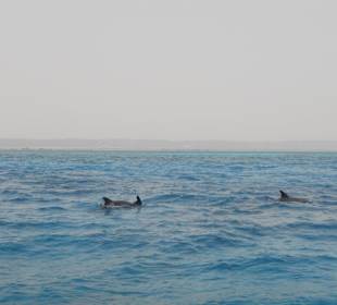 Kurz vorm Schwimmen mit den Delfinen