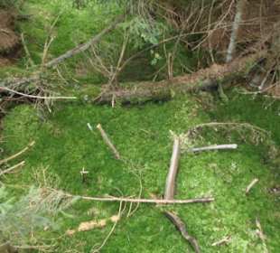 Kladská - rašeliniště