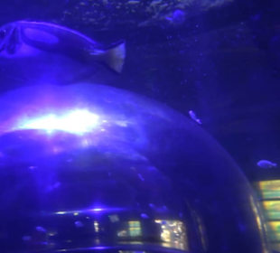 Sea Life