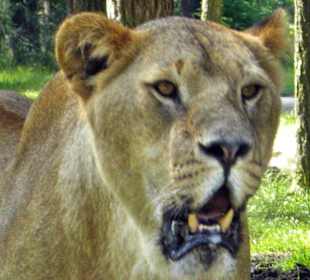 Serengeti Park Hodenhagen