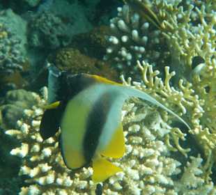 Schnorcheln Marsa Alam