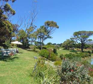Cape Point Vineyards in Noordhoek