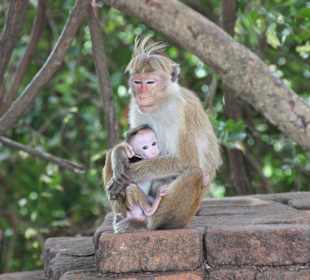 Affenmutter mit Kind 