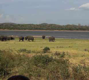 Elefanten in Minneryia