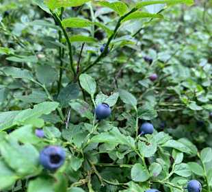 Wandern Mitterfirmiansreut