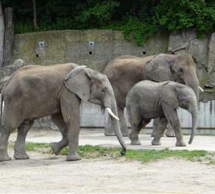 Rundgang im Tierpark