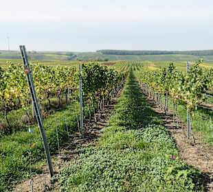 Weinbergswanderung bei Nordheim