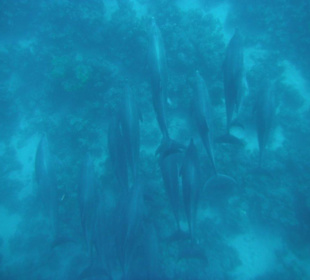 Delfinausflug November 2012