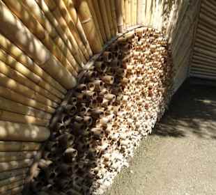 Im Bambushain von Schloss Trauttmansdorff