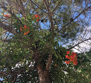 Schöne Bäume und Blumen am Straßenrand 