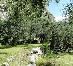 Impressionen aus dem Parco degli Olivi