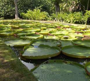 Botanischer Garten