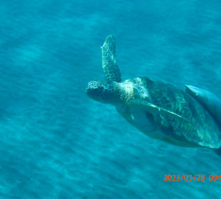 Schnorcheln Abu Dabbab