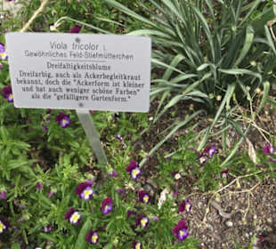 Alter botanischer Garten