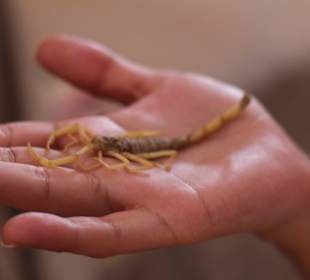 Reptilien der Beduinen