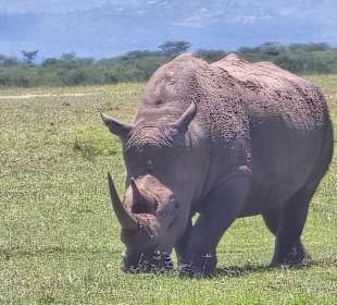Ol Pejeta