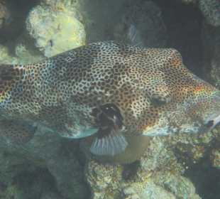 Kugelfisch