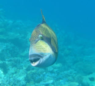 Riesen-Drückerfisch