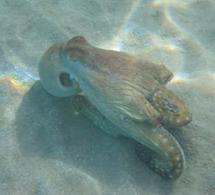 Auch gefilmt beim davonschwimmen