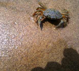 Strand Bibione 06_2011