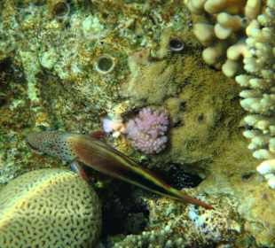 Grundel auf der Koralle