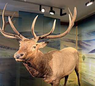 Yellowstone Nationalpark