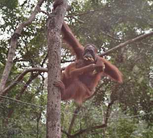 Orang Utan beim Fressen