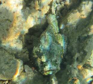 Schnorcheln Makadi Bay