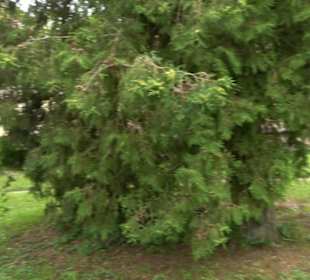 St. Gallus Kirche - Derendingen
