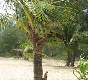 Palmen zum Anfassen