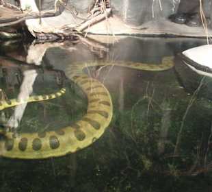 Anaconda