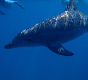 Delfine im offenen Meer